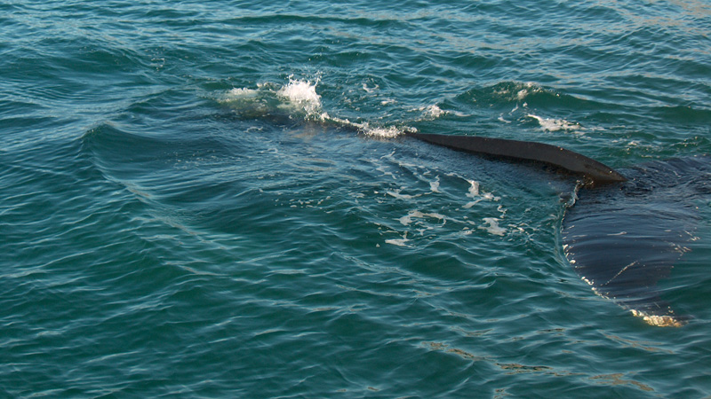 Foto: Mikael Gr�nvik, Gr�nlandsresor