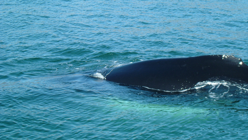 Foto: Monica Larsson, Gr�nlandsresor