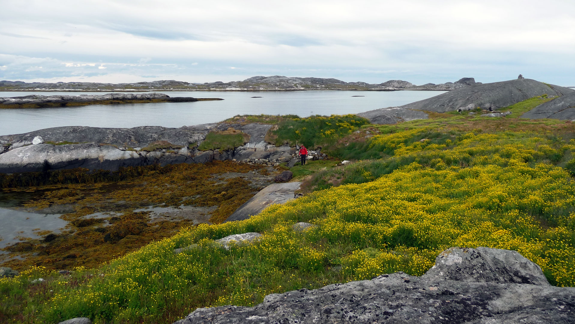 Blomsterprakt - Foto: Monica Larsson, Grönlandsresor